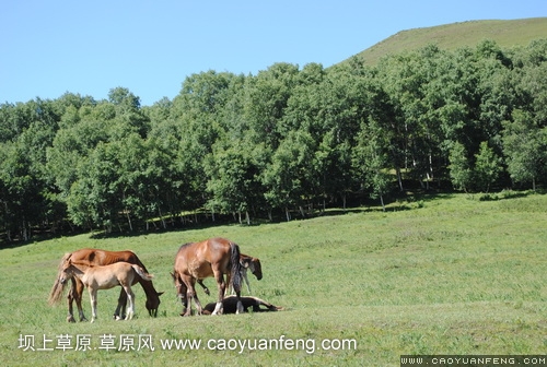 現(xiàn)代車友會(huì) 壩上旅游第二天