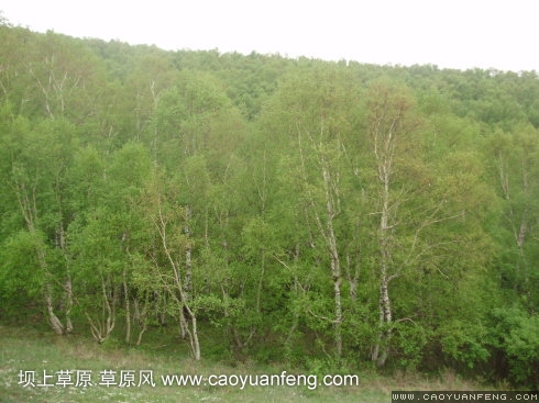 端午節(jié)之豐寧壩上