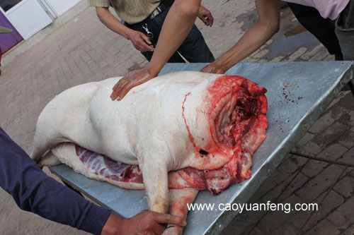 農(nóng)家院殺豬全過程