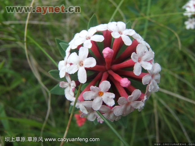 搜狐安陽(yáng)車(chē)友會(huì)7月豐寧壩上草原行