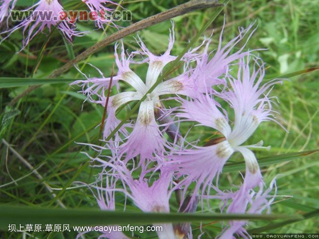 搜狐安陽(yáng)車(chē)友會(huì)7月豐寧壩上草原行