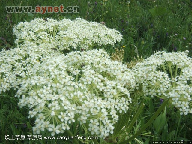 搜狐安陽(yáng)車(chē)友會(huì)7月豐寧壩上草原行