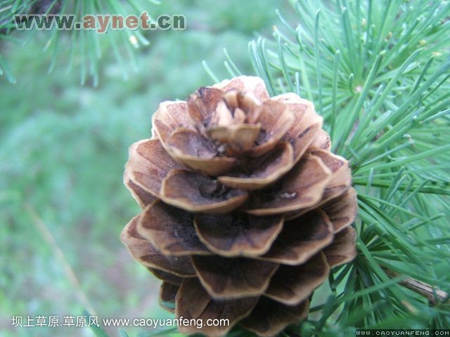 搜狐安陽(yáng)車(chē)友會(huì)7月豐寧壩上草原行