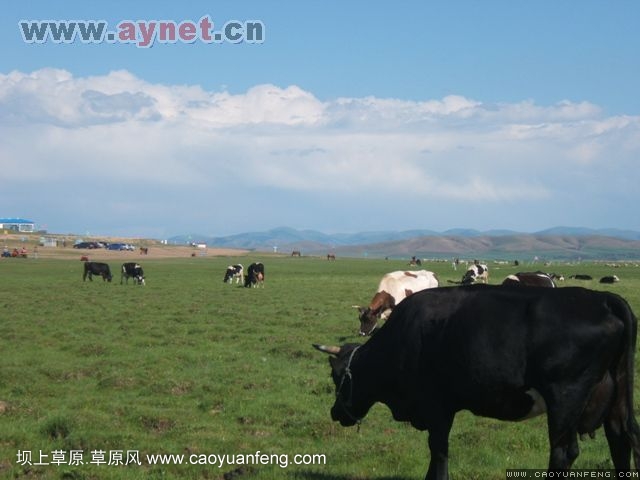 搜狐安陽(yáng)車(chē)友會(huì)7月豐寧壩上草原行