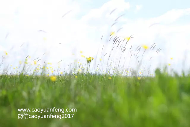 新東方百學(xué)匯草原夏令營第三期精彩瞬間