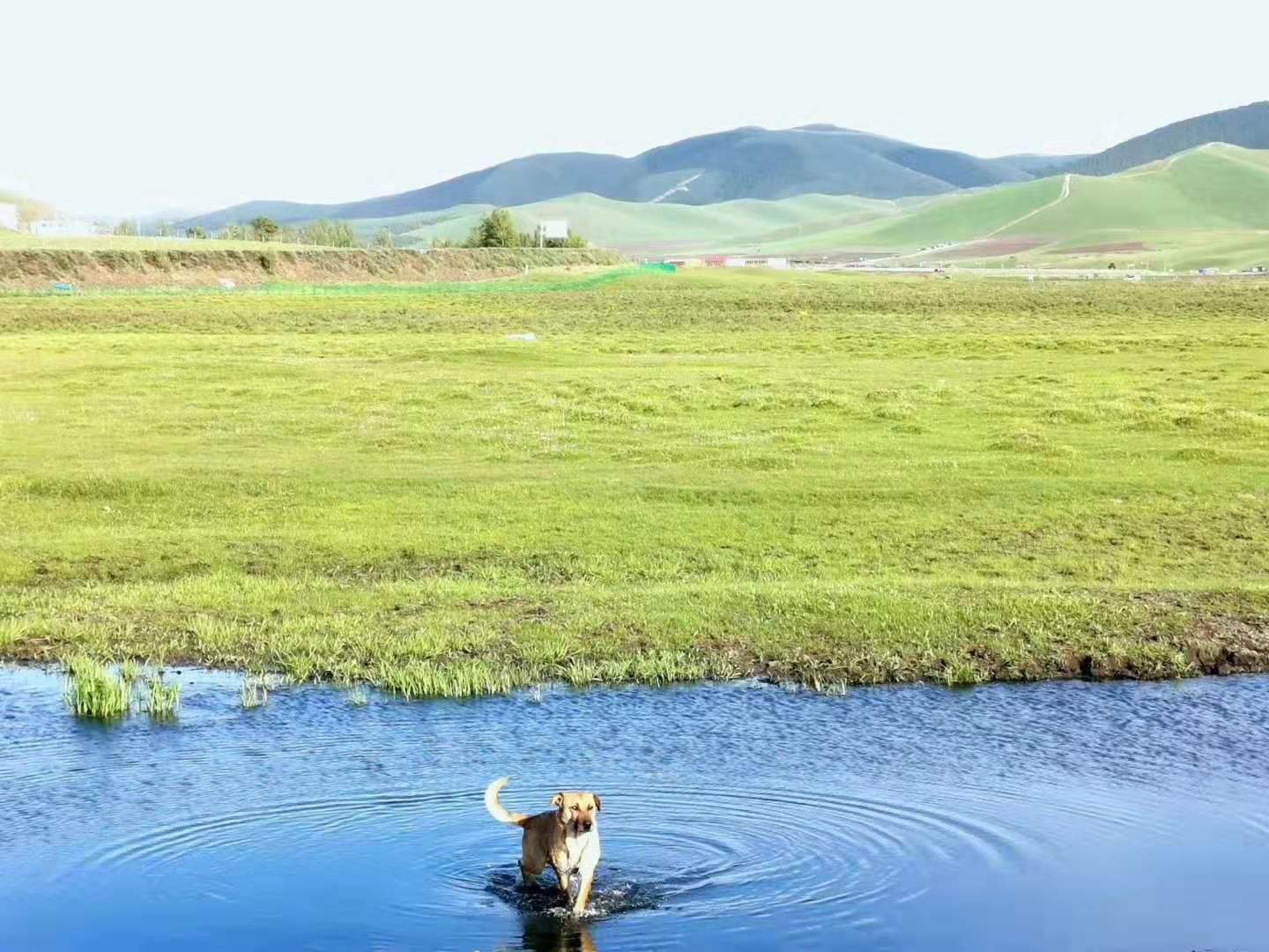 端午節(jié)壩上草原