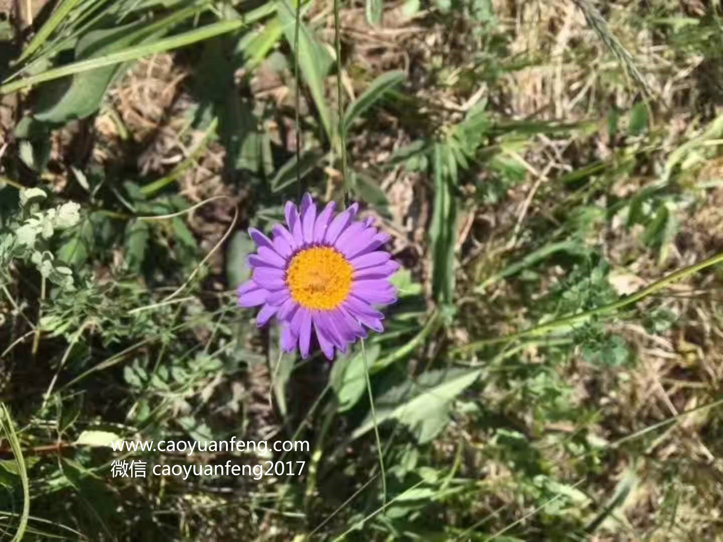 壩上最美季節(jié)花海羊群