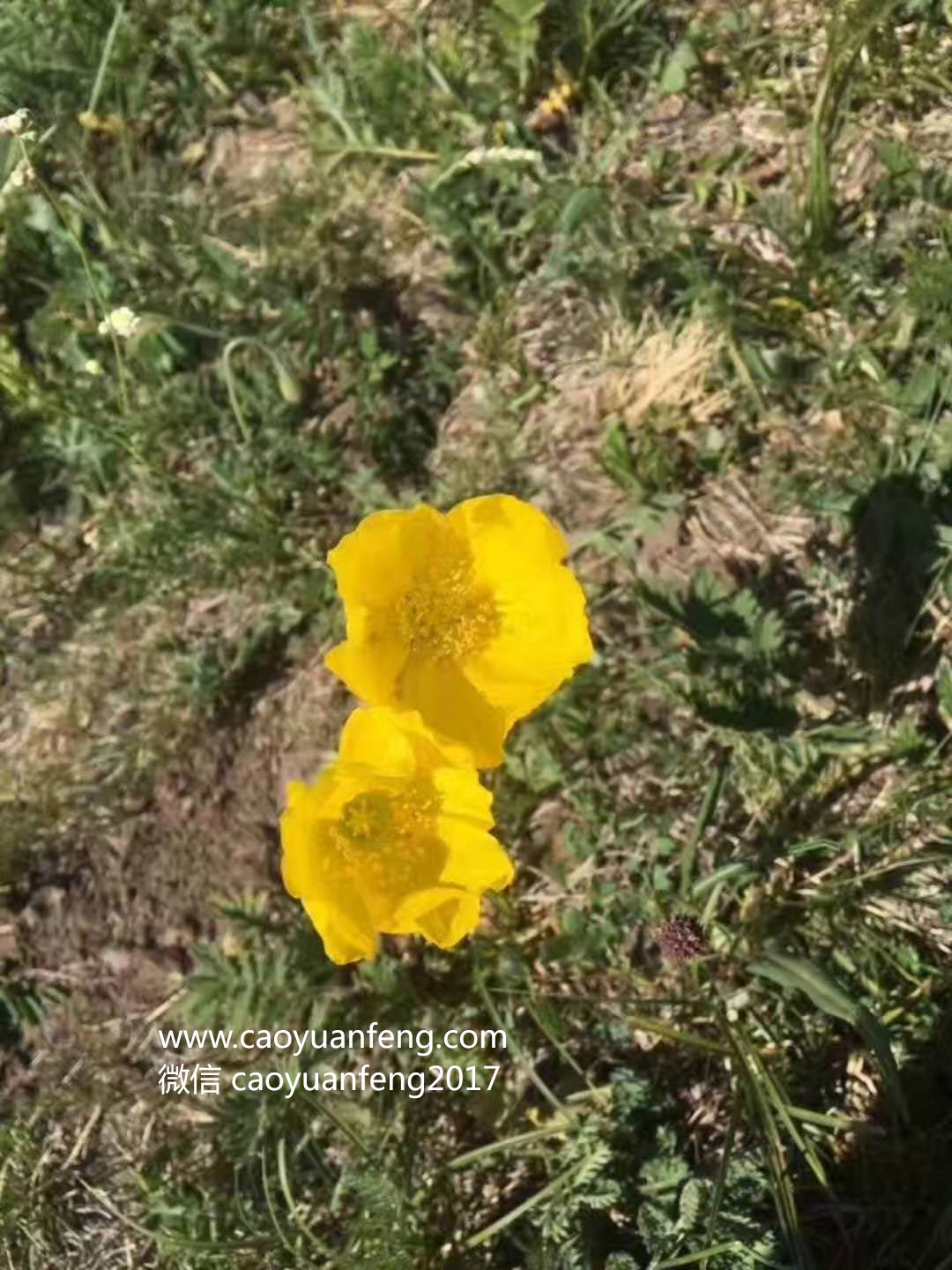 壩上最美季節(jié)花海羊群