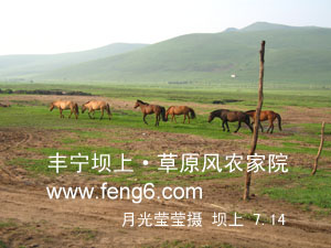 農(nóng)家院門前的馬匹