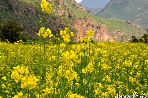 豐寧壩上旅游攻略圖片