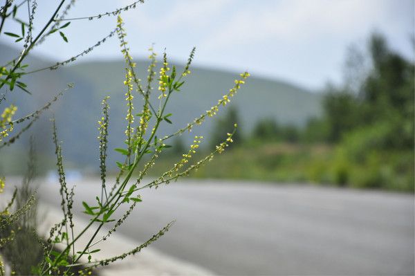 豐寧壩上景點圖片