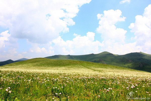 梅花雪(北京)：壩上2010