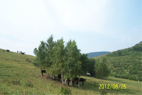 豐寧壩上旅游攻略圖片
