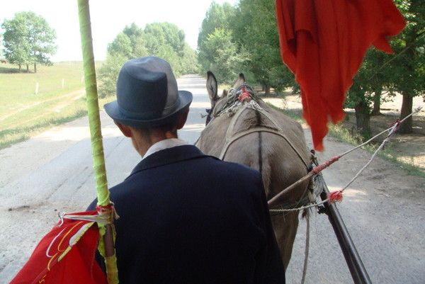 豐寧壩上圖片