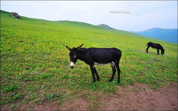 豐寧壩上景點(diǎn)圖片