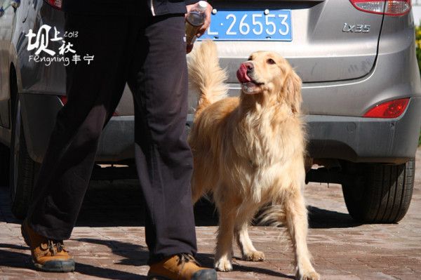豐寧壩上自助游圖片