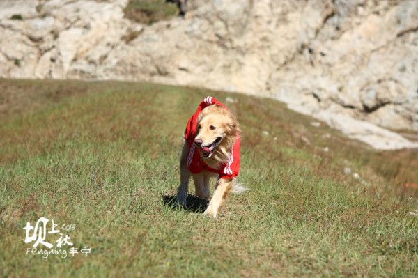 豐寧壩上圖片