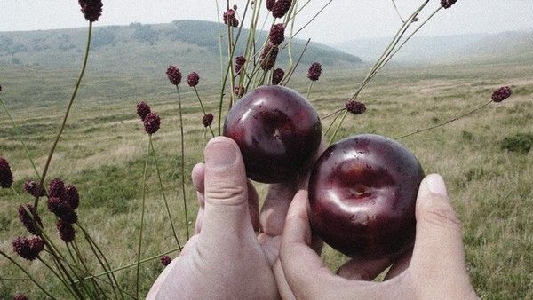 豐寧壩上圖片