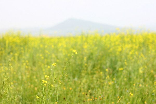 豐寧壩上自助游圖片