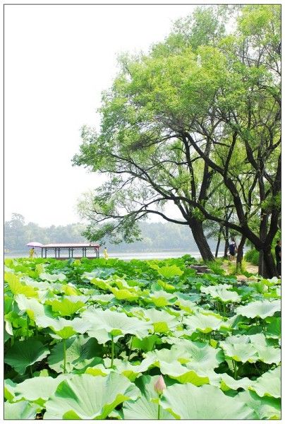 豐寧壩上景點(diǎn)圖片