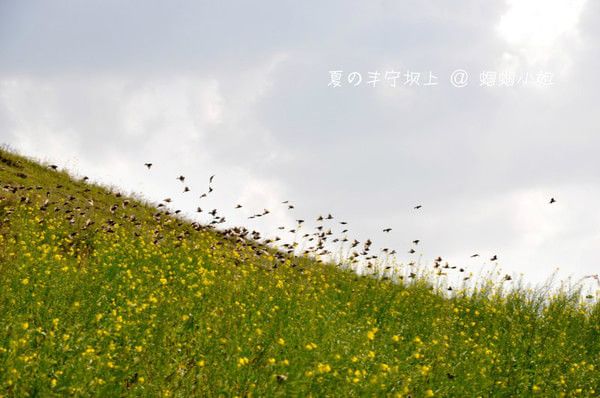 豐寧壩上景點圖片