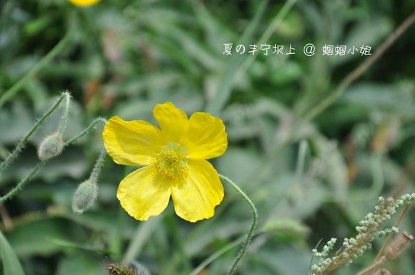 豐寧壩上景點圖片