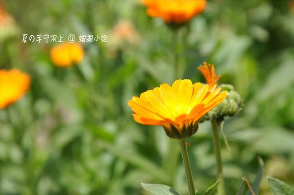 豐寧壩上旅游攻略圖片