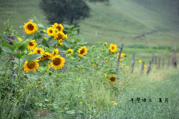 豐寧壩上景點(diǎn)圖片