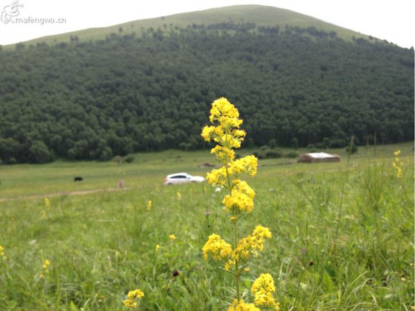 豐寧壩上自助游圖片