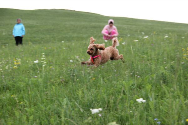 豐寧壩上自助游圖片