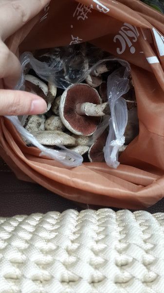 豐寧壩上旅游攻略圖片