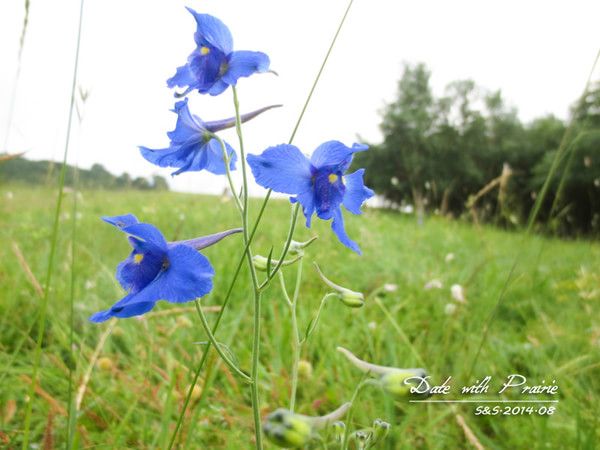 【豐寧壩上】七夕 我和草原有個(gè)約會(huì)