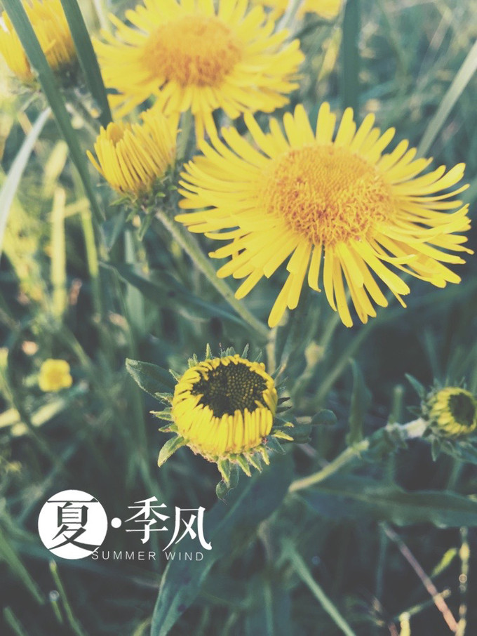 初見壩上