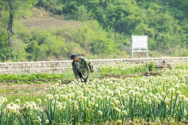豐寧壩上草原5月風(fēng)光