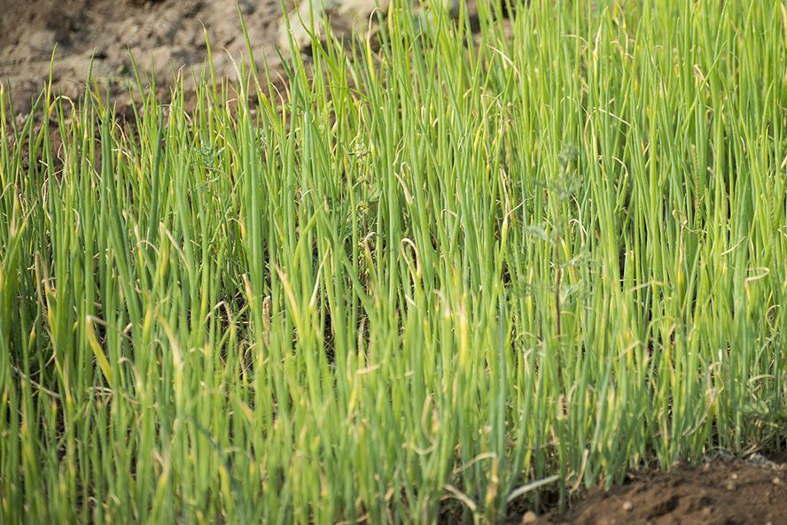 豐寧壩上草原5月風(fēng)光