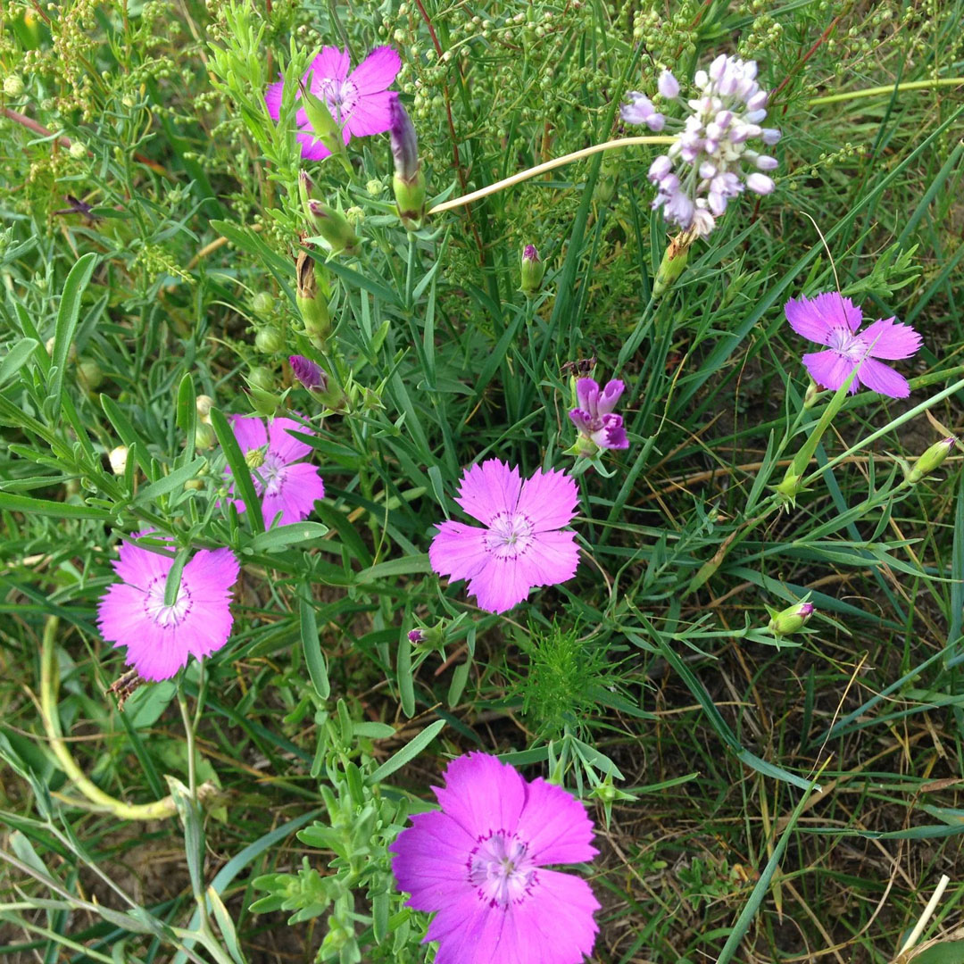 2015年8月8日立秋豐寧壩上草原行
