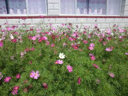 豐寧壩上草原,豐寧京北草原