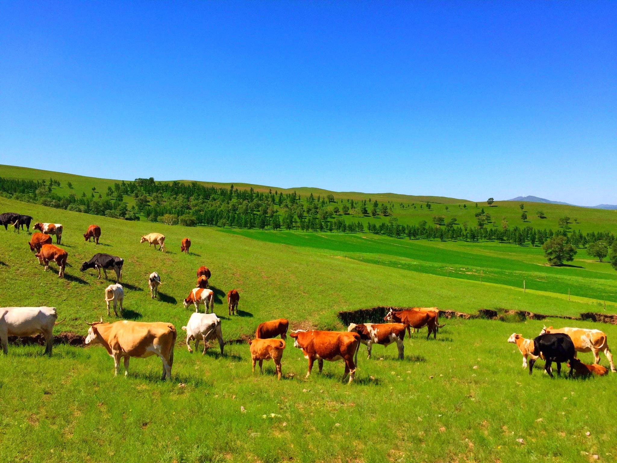 豐寧京北第一草原