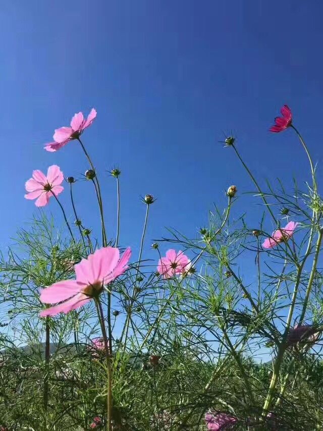 壩上草原&mdash;&mdash;全家總動(dòng)員