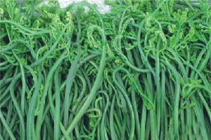 壩上蕨菜,純野生山野菜