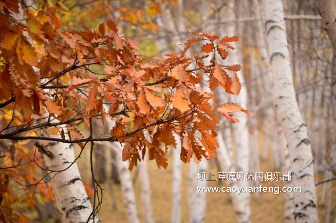 壩上風(fēng)光美景之秋季攝影