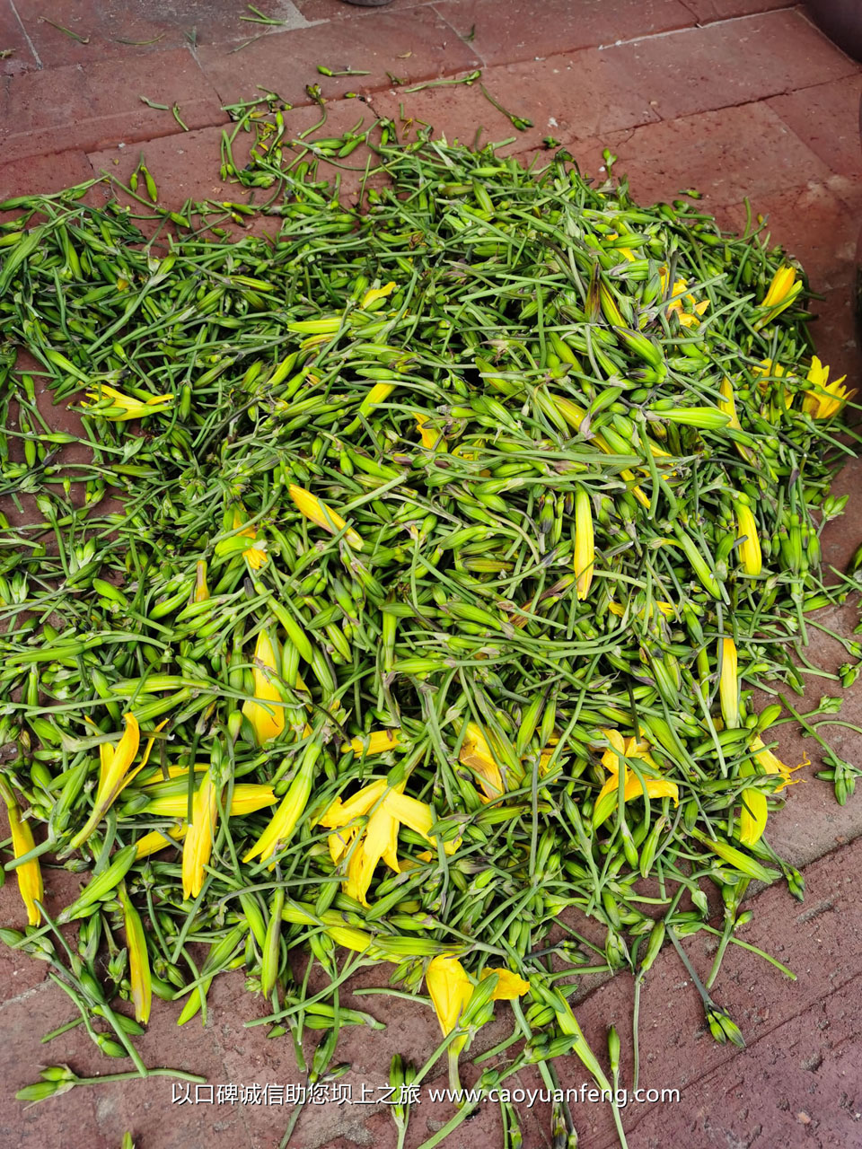壩上蘑菇 山野菜 金蓮花 帶黃 黃花菜