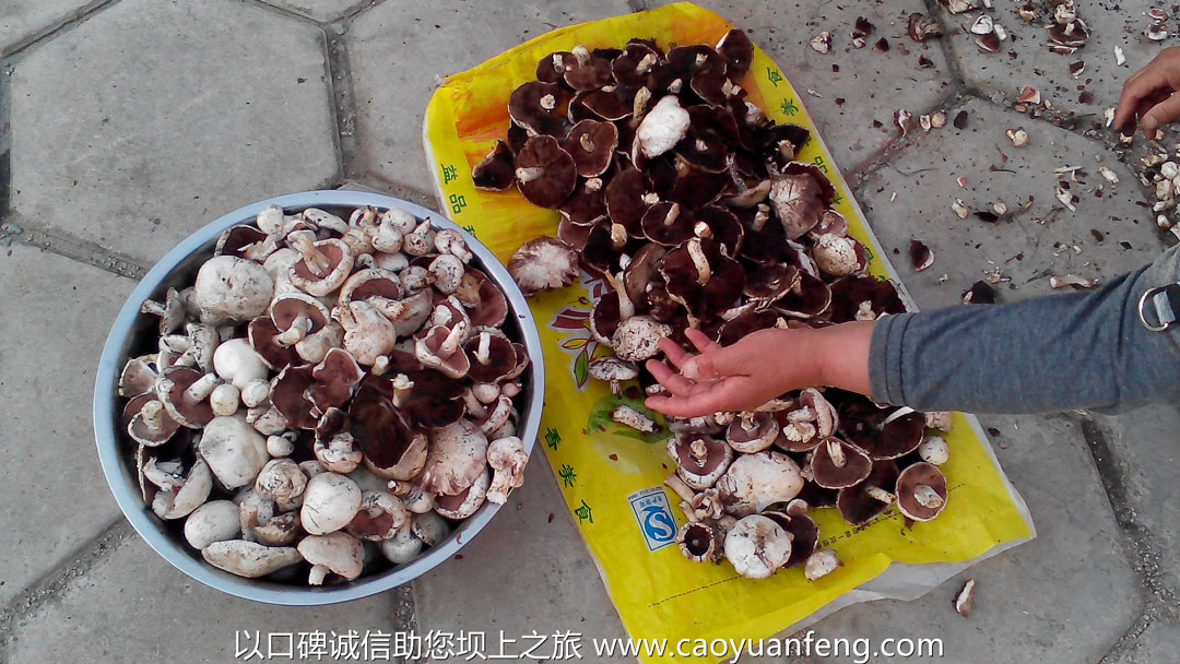 壩上蘑菇 山野菜 金蓮花 帶黃 黃花菜