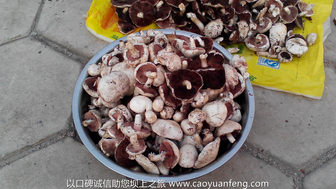 壩上蘑菇 山野菜 金蓮花 帶黃 黃花菜