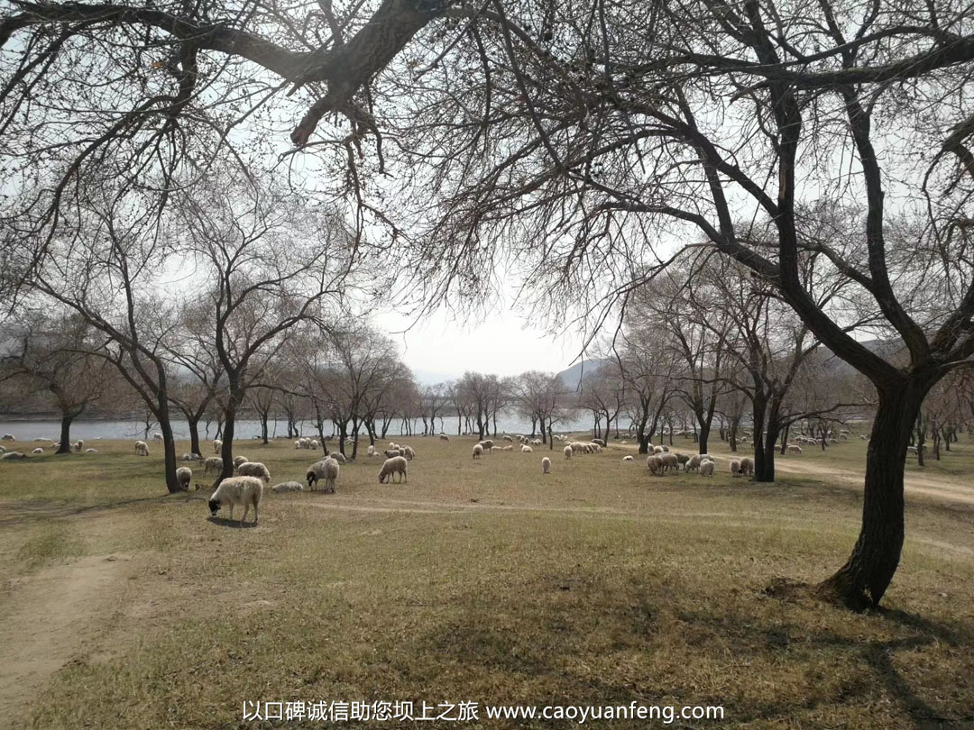 五一壩上草原