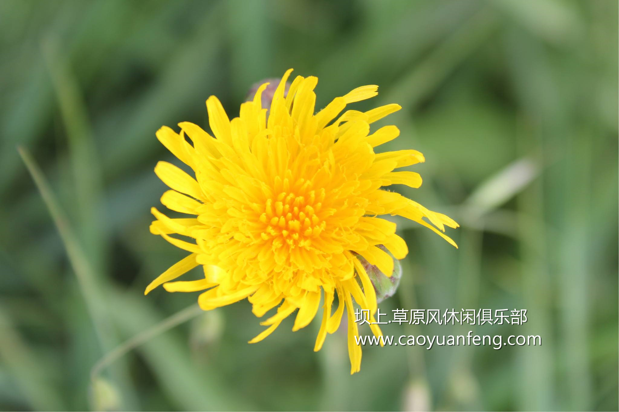 壩上風(fēng)光美景之夏季攝影暑期