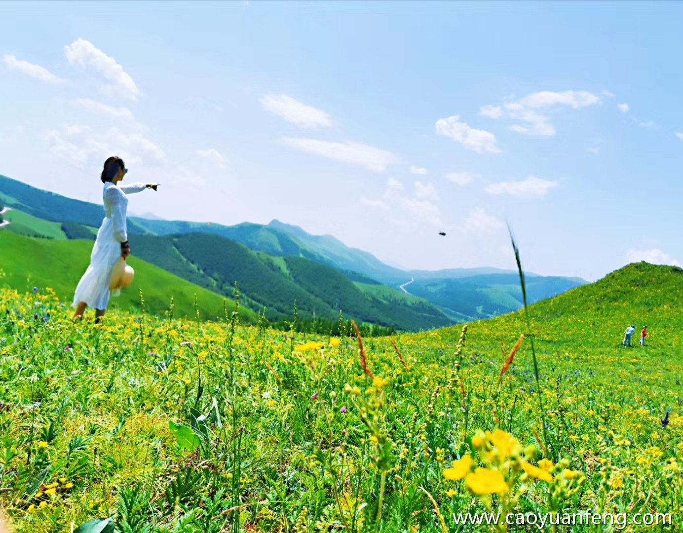 壩上草原夏天開的花