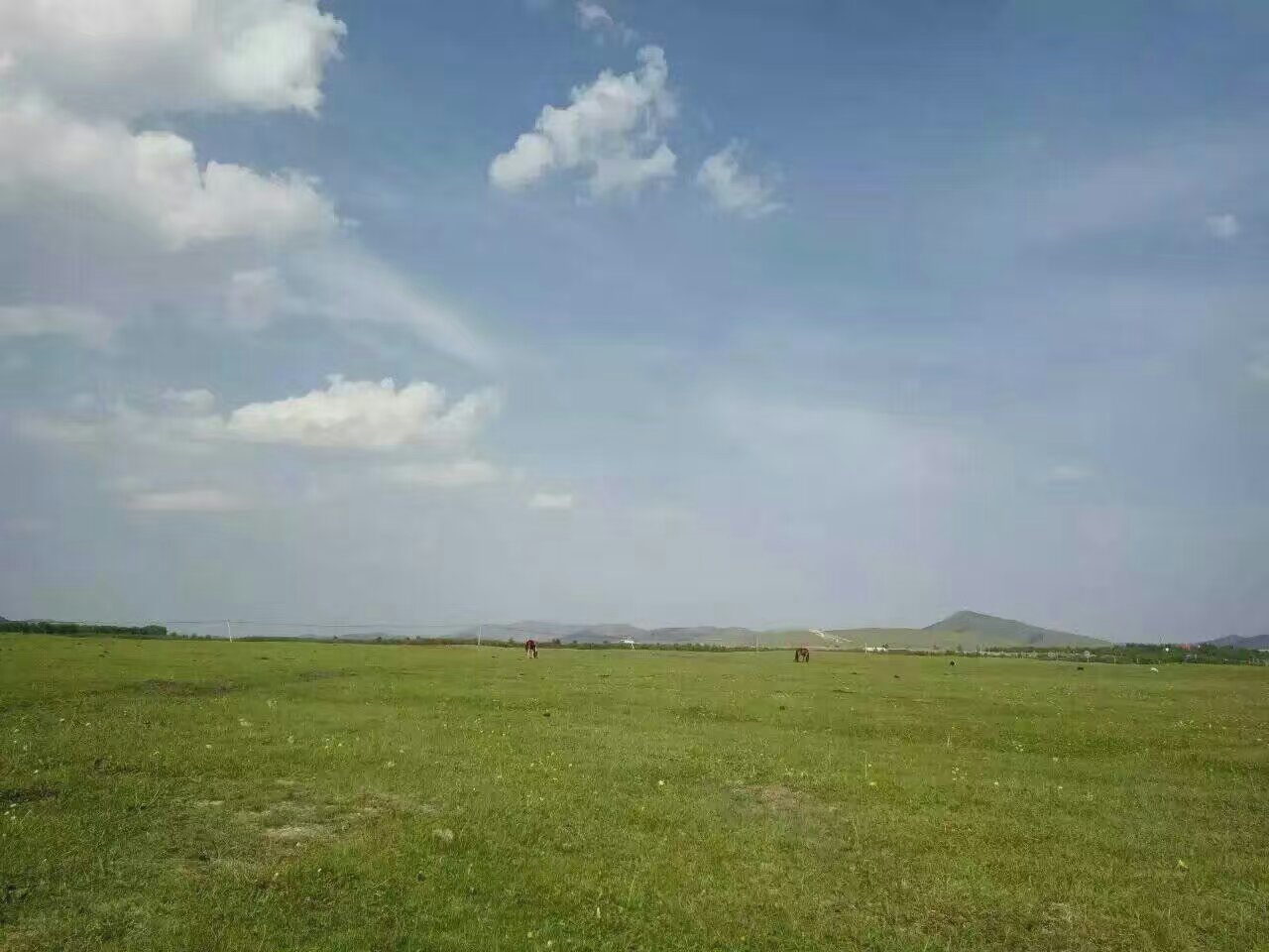 草原上剛剛出生幾天的小馬駒