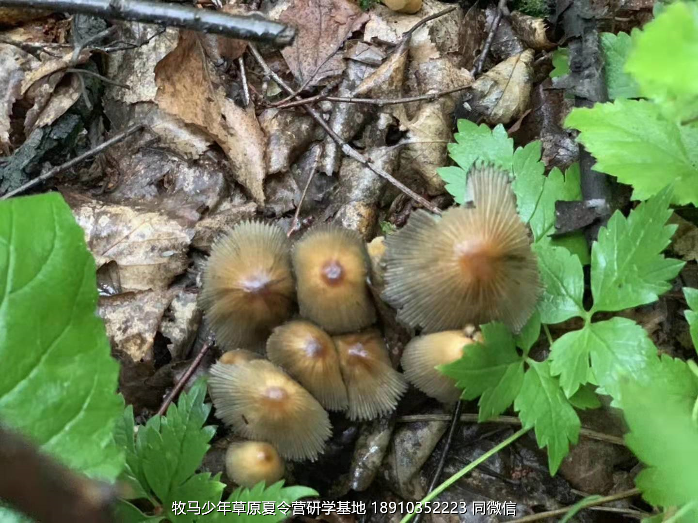 星云社小小天文家草原夏令營(yíng)