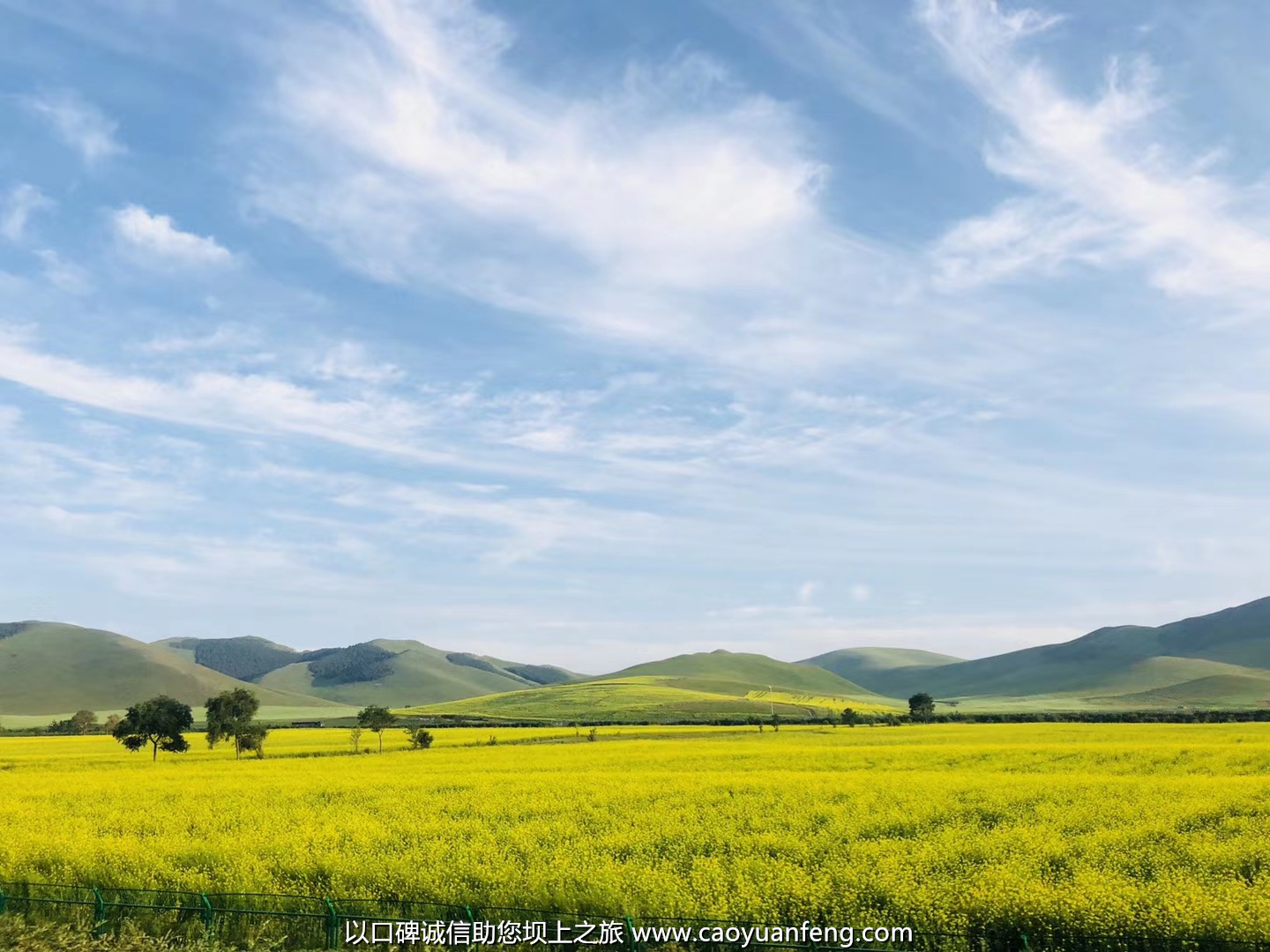 壩上草原油菜花盛開最佳時(shí)間 7月中旬到8月中旬